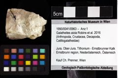 Foto (Objket + Etiketten) von Galatheites sp. 